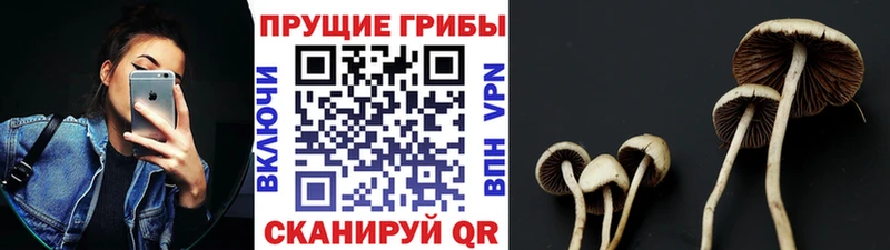 hydra tor  Видное  Псилоцибиновые грибы Psilocybine cubensis 